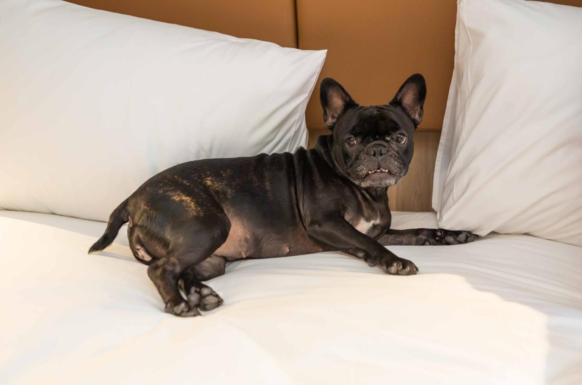 Hilton Garden Inn Sao Jose Do Rio Preto Luaran gambar